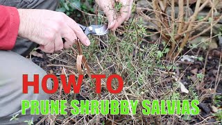 How to prune shrubby salvias [upl. by Dominik]