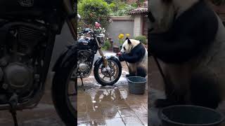 Big panda 🐼 is washing a bike 🚲panda gyoutubeshorts viralvideo viralshorts youtubeshorts [upl. by Edik]