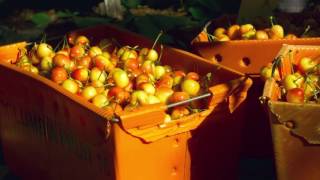 A behind the scenes look at CMIs Rainier cherry harvest [upl. by Bara]