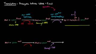 Translation Part 4 of 8  Prokaryotic Initiator tRNA  fmet [upl. by Rochella]