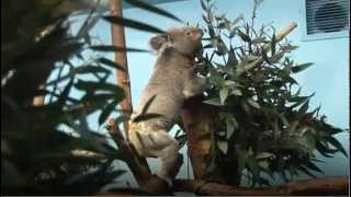 Koalas Behind the Scenes [upl. by Stefanac]