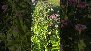 Hundreds of Pink Zinnias gardening dreams [upl. by Orlov]