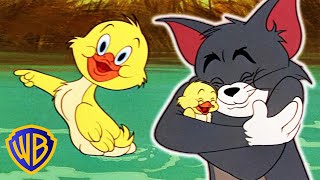 Tom amp Jerry  Best of Little Quacker  Classic Cartoon Compilation  WB Kids [upl. by Glorianna]