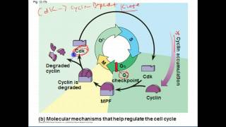 AP Biology Cell Cycle Regulation and Cancer [upl. by Hanoj]