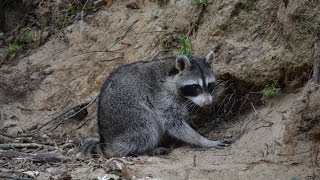 Dog Proof Raccoon Trapping  Ztraps [upl. by Walkling870]