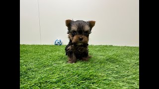 🐶 Yorkshire Terrier 🐶 reu 🐶 PUP ID 010670307 🐶 [upl. by Ettenej]