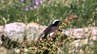 Pied Wheatear [upl. by Anitsahs888]