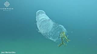 Diver Swims Alongside Alienlike Pyrosome [upl. by Odnumde]