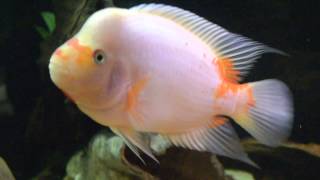 Midas cichlid  Amphilophus citrinellus [upl. by Hallee383]