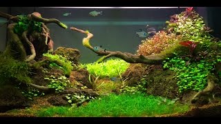 Allestimento acquario Juwel Rio 125 Aquarium layout aquascape [upl. by Rajiv]