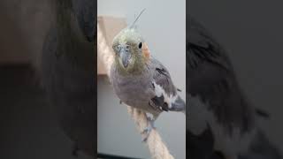 Dit is Bon de valkparkiet birds birds budiges birdfeed birdslover budgiesparakeet nature [upl. by Sherourd]