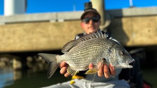 Newcastle Harbour BIG BREAM  Surprise by catch [upl. by Naujak]