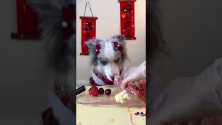 MUKBAN Arrange red devil shrimps for puppies rawbone meat [upl. by Allen810]