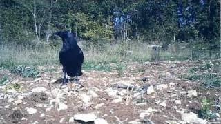 Raven eating a snake HD Grand corbeau mangeant un serpent HD [upl. by Terr]