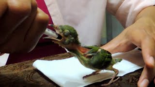 Feeding baby barbets 1 [upl. by Bois822]