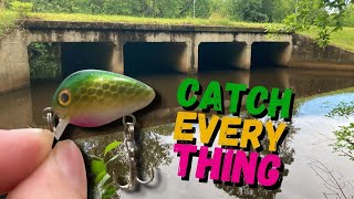 1 Micro Lure that CATCHES EVERYTHING Roadside Challenge [upl. by Garibold]