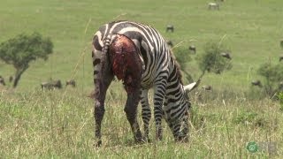 Zebras Natures Ultimate Prey  Horrifying Planet  Ep 1 [upl. by Elsa457]