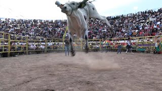 EL PRIMER JARIPEO DEL AÑOSASQUATCH AL RESCATERANCHO LOS DESTRUCTORES  URIANGATO 01 DE ENERO 2024 [upl. by Yehudit]