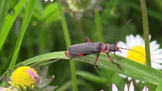 CANTHARIDE RustiqueCantharis rustica  BRUITX [upl. by Kcirej]