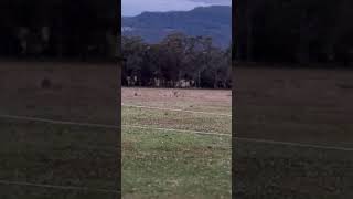 Kangaroos valley Australia australia kangaroo trending ytshorts australiaseries [upl. by Oalsinatse414]