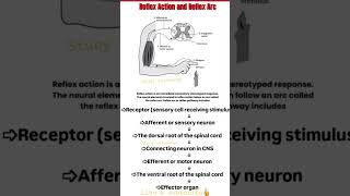 Reflex action amp reflex arc neet mbbs aiims medico selection [upl. by Jehoash]