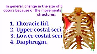 MOVEMENTS OF THORACIC CAGE Thoracic lid Upper amp Lower costal series Pump amp Bucket handle movement [upl. by Allemap]