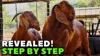 How to Succeed in Breeding Kalahari Reds Goats [upl. by Gaskill]