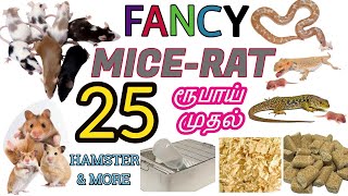 Fancy Mice  Rat  Hamster Farm Visit  SALE with PRICE List amp Delivery  Cage  Accessories [upl. by Wini193]