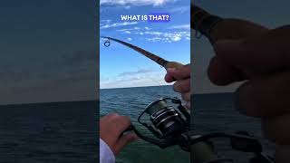 THIS FISH IS TO BIG FOR THIS ROD 🎣🎣🐠 fishingvideo fishing saltlife saltwater nc obx va [upl. by Leachim746]