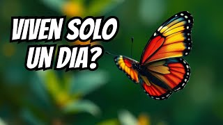 10 COSAS LOCAS SOBRE MARIPOSAS que no sabías shortvideo animales [upl. by Drofdarb]