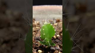 Dragon Fruit Growing Time Lapse  126 Days in 56 Seconds [upl. by Lourdes]