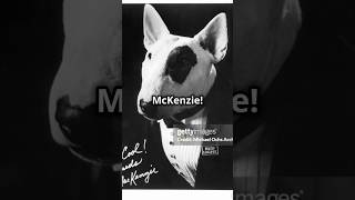 The Story of Spud McKenzie pt1 humor dog history comedy 80s facts beer 🐶 viralvideo [upl. by Aneelad]