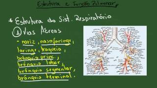 Estrutura e Funçao Respiratoria  Resumo  Fisiologia [upl. by Ilbert609]