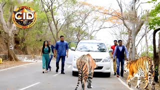 জঙ্গলে সিআইডি অফিসারের ওপর চড়াও হয় চিতা  সিআইডি CID  bengali crime series 2024 [upl. by Stuppy541]