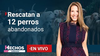 EN VIVO  Doce perros abandonados por peregrinos en la Basílica son rescatados  14122024 [upl. by Folberth400]