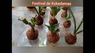 Festival de Kokedamas [upl. by Rehttam]