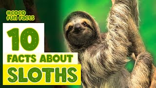 10 facts about Sloths [upl. by Sadirah604]