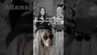 Addams Family Pet sillydoggo funnydog [upl. by Armallas]