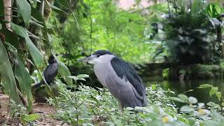 2 HORAS com Sons da Natureza Pássaros Água Corrente Riacho HD [upl. by Armil]