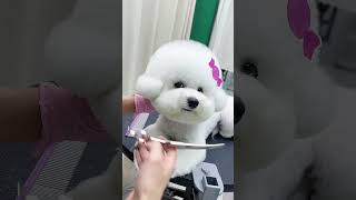 Bichon ：Enjoy the comfort of trimming！！！petgroomingscissors petshears petcarescissors [upl. by Bakki979]