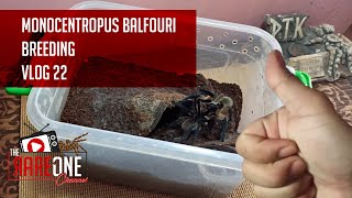 Vlog 22  Monocentropus balfouri Breeding [upl. by Eninej519]