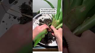 Bromeliad Plant Propagation gardening plants flowers propagation [upl. by Nairod827]