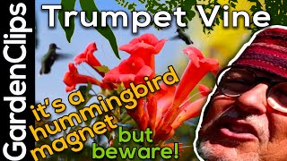 Trumpet Vine  BEWARE this Hummingbird Magnet has a Dangerous Side  Why grow Campsis Radicans [upl. by Charteris94]