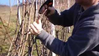 Stříhání révy vinné  jak na to How we prune grape vines in Moravia CZ [upl. by Nicolea]