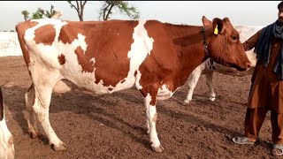 27 Kg Milking Girlando Cow  Girlando Farming In Brazilfarmdairyfarmyoutubeshorts youtube [upl. by Kirred932]