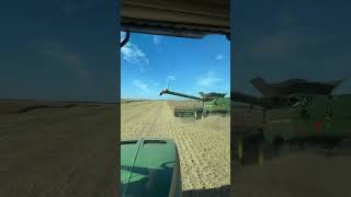 Giving the grain truck driver motivation landwirtschaft farming shorts [upl. by Janela]