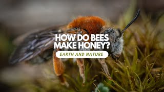 How Do Bees Make Honey [upl. by Fayina]