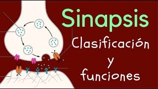 SINAPSIS Clasificación y funciones [upl. by Namsu]