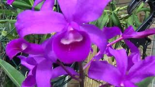 Cattleya bowringiana GVOS2020 [upl. by Kcinemod]