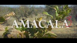 AMACALA Part 3  Short Film [upl. by Enerehs]